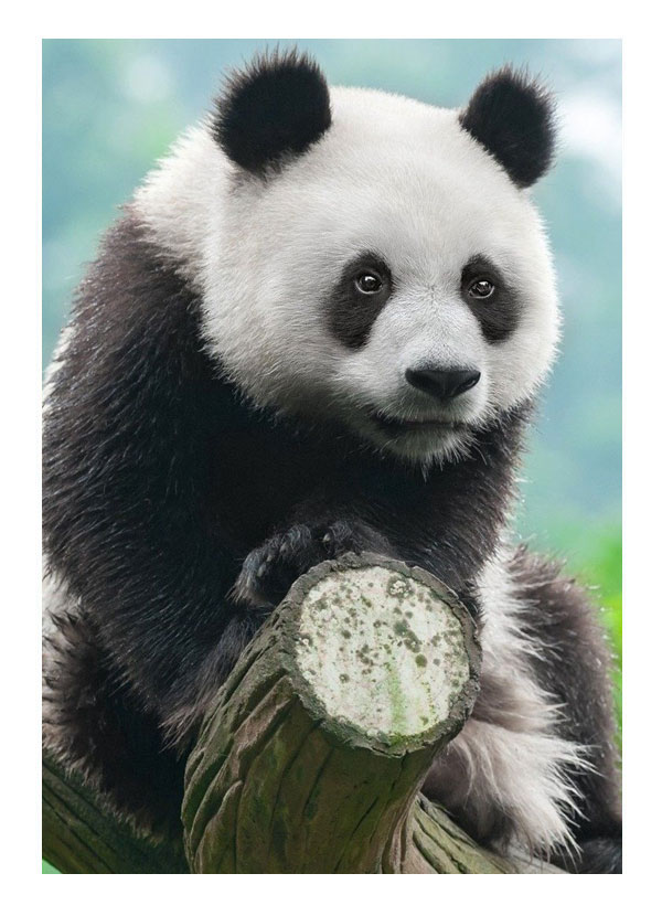 panda geant