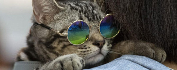 adoption d'un chat